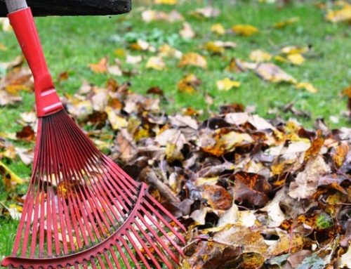 BLOG: Kako izbrati puhalnik za listje?